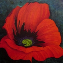 pe-coquelicot